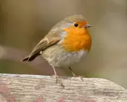 Guardian Readers Share Heartwarming Stories of Wildlife Comfort After Loss