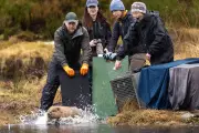 Highland Glen Welcomes New Beaver Family in Conservation Milestone