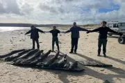 Historic 17th-Century Shipwreck Timbers Wash Up on UK Beach After Storm