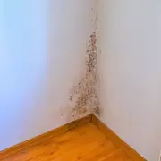 Houseplants That Naturally Combat Mould and Condensation in Your Home