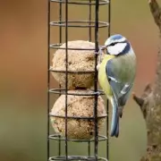 How to Attract Blue Tits to Your Garden with One Simple Free Change