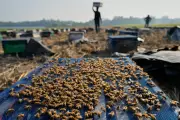 India's Migratory Beekeepers Chase Blooms in Assam Amid Climate Threats