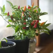 Indoor Chilli Plants on Sale for Kitchen Gardeners This February