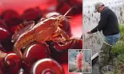 Invasive Apple Snails Devastate Louisiana's Crawfish and Rice Harvests
