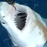 Juvenile Great White Shark Discovery Sparks Mediterranean Breeding Theory