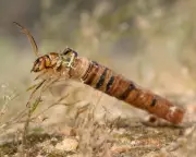 Kneeling by the Forth River: How Tiny Insects Reveal Water Health Secrets