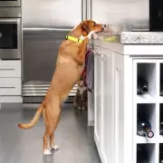 Labrador's Kitchen Alert Saves Home from Blaze via Pet Camera