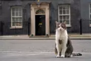 Larry the Cat Celebrates 15 Years as Britain's Chief Mouser at 10 Downing Street