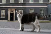Larry the Cat Celebrates 15 Years as Britain's Chief Mouser at Downing Street
