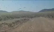 Locust Swarms Descend on Canary Islands: Officials Urge Calm in Four Holiday Hotspots