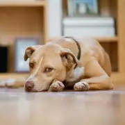 Lost Puppy Stumbles Into Home, Owner Discovers Unexpected Fortune