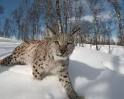 Lynx Reintroduction in Scotland: Charities Seek to Win Over Skeptical Highlanders