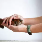 Martin Lewis' MSE Issues Critical Warning to Pet Owners on Insurance Switching