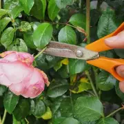 Mary Berry's Essential Gardening Tip: Why Deadheading Is Crucial for Blooms