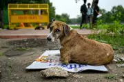 Mass Stray Dog Culling in Telangana Sparks Outrage and 'Massacre' Claims