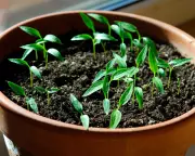 Mastering Seed Germination: The Key to a Bountiful Vegetable Harvest