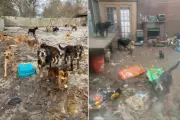 Michigan House of Horrors: 61 Dogs Rescued, Dozens Found Dead in Toxic Squalor