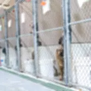 Microchip scan reveals heartbreaking owner rejection of dumped papillon dog