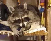 Mishka the Raccoon: A Surly Yet Beloved Pet's Unforgettable Tale