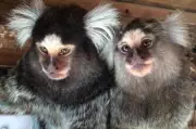 Monkey Owners Fear Euthanasia Under New 'Zoo-Level' Licensing Rules