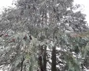 Monster Tree Looms Over Cardiff Garden, Blocking Views and Stealing Light