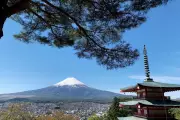 Mount Fuji Cherry Blossom Festival Axed Over Tourist Misconduct Fears