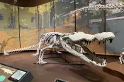 Museum Unveils First 3D Replica of Ancient 'Dinosaur Killer' Crocodile