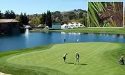 Neglected Pond with Endangered Frog Sparks Property Value Dispute in Exclusive California Community