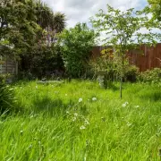 Neighbour's Unauthorised Tree Trimming Sparks Legal Dispute Over Property Damage