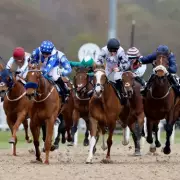 Newsboy's Friday Racing Tips: Newcastle, Wolverhampton & Bangor-on-Dee