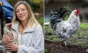 Norfolk Woman's Cockerel Faces Seizure Despite Community Support Over Noise ASBO