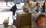 North Carolina Vet Tech Charged After Rescuing Abandoned Dog in Snowstorm
