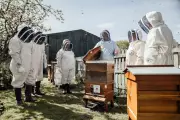 Office Beehives Buzz Across UK Workplaces to Boost Staff Wellbeing and Community