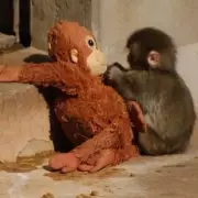 Orphaned Baby Monkey Finds Solace in Cuddly Toy After Maternal Abandonment