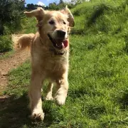 Otto the Golden Retriever: A Wild, People-Loving Dog with 20 Volunteer Walkers