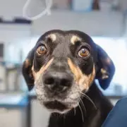 Owner's 18-Year DNA Test Reveals Shocking Truth About 'Beagle Mix' Dog