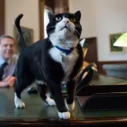 Palmerston, Former Foreign Office Chief Mouser, Dies in Bermuda at Age 12
