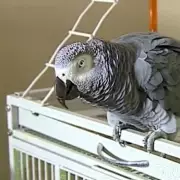 Parrot's Chilling Words Helped Convict Wife of Murdering Husband