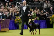 Penny the Doberman Pinscher Triumphs at Historic Westminster Dog Show