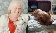 Pensioner with Hip Replacement Left in Charge of 10 XL Bully Dogs Before Fatal Attack, Court Hears