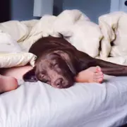 Pet Cam Reveals Elderly Dog's Secret Life of Daring Jumps