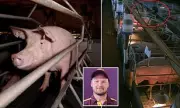 Pig Farm Bestiality Case Dismissed After Police Conduct Branded 'Improper'