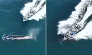 Protected Bryde's Whale Struck by Fishing Vessel in Chinese Tourist Waters