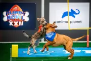 Puppy Bowl XXII Shifts Focus to Senior Dog Adoption with Special Halftime Show