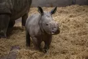 Rare Rhino Calf Born at UK Safari Park Hailed as Conservation Milestone