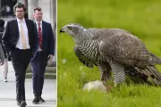 Reality TV Star Appeals £500k Falcon Death Ruling in Neighbour Dispute