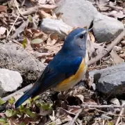 Red-Flanked Bluetail 'Mega Rarity' Thrills UK Birdwatchers in Kent