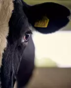 Robots Routed by Cows on First Day of High-Tech Dairy Farm Trial