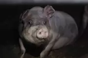 RSPCA Assured 'Outdoor-Bred' Pigs Found Suffering in Indoor Barns