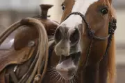 Scientists Discover How Horses Produce Their Unique Whinny Sound